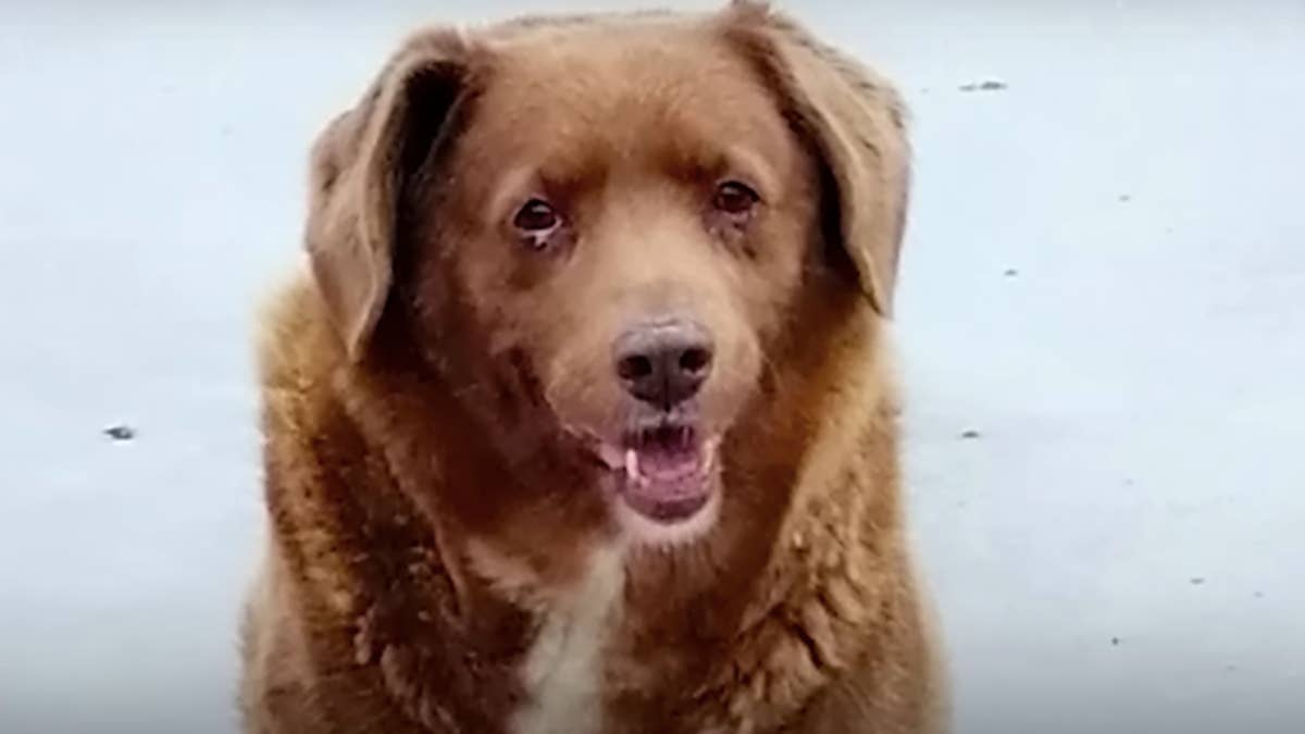 Bobi, Guinness World Record Holder for Oldest Dog Ever, Dead at 31
